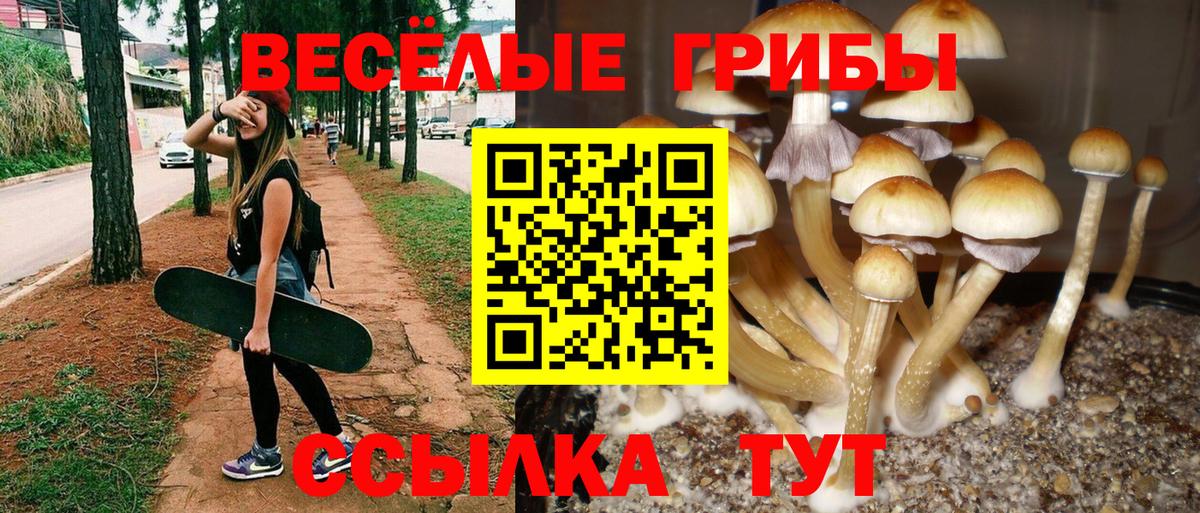 Галлюциногенные грибы Psilocybe Электрогорск